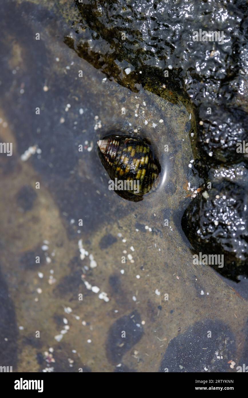 snail in the water on the beach Stock Photo Alamy
