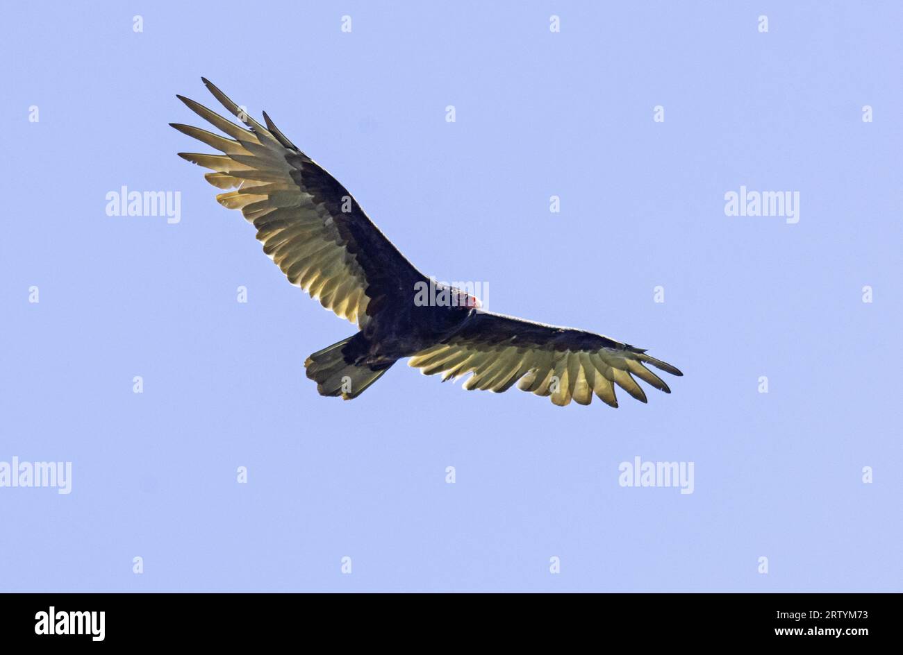 Turkey Vulture spring in the updraft Stock Photo