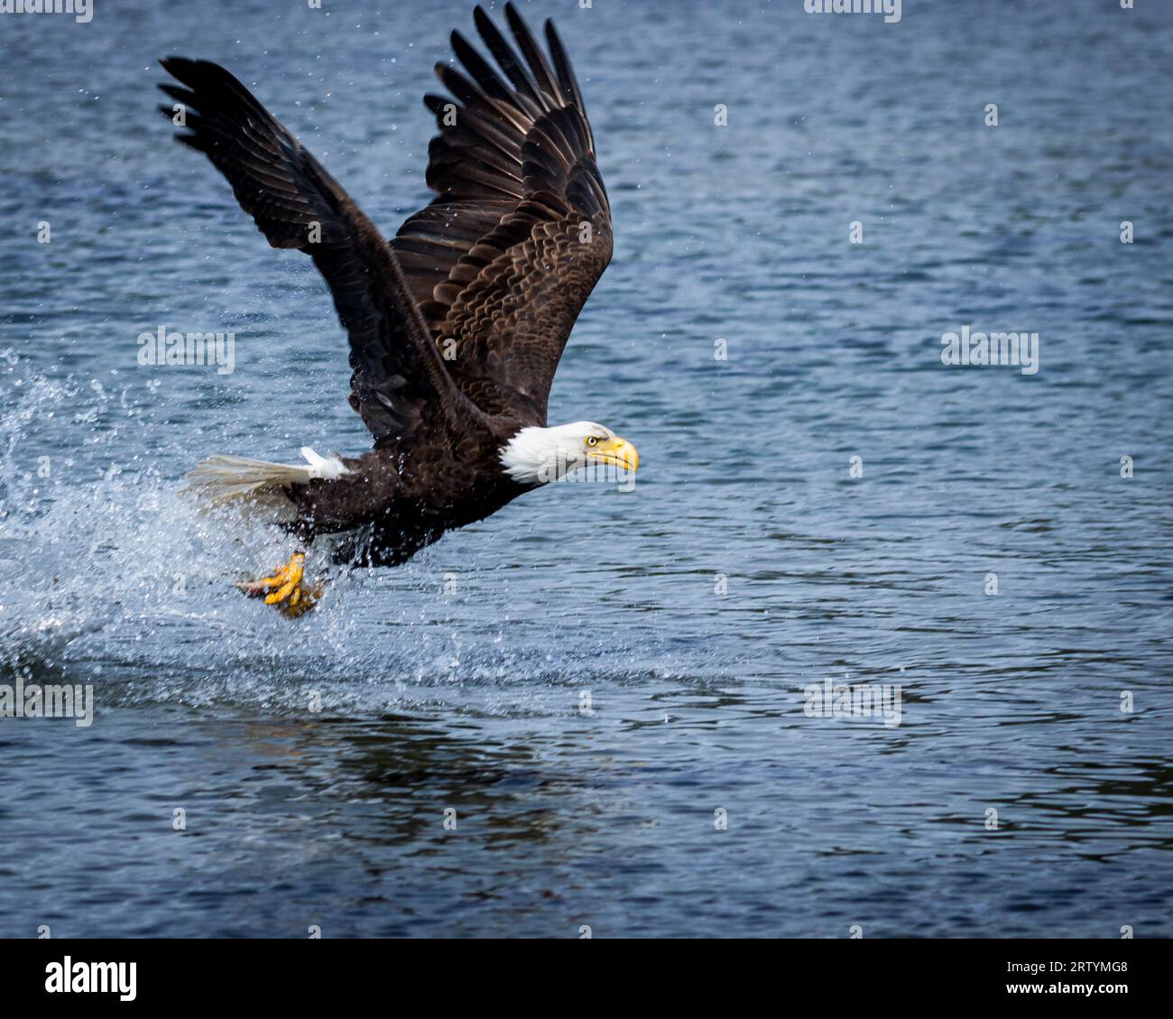 Bald Eagle fishing in a lagoon Stock Photo