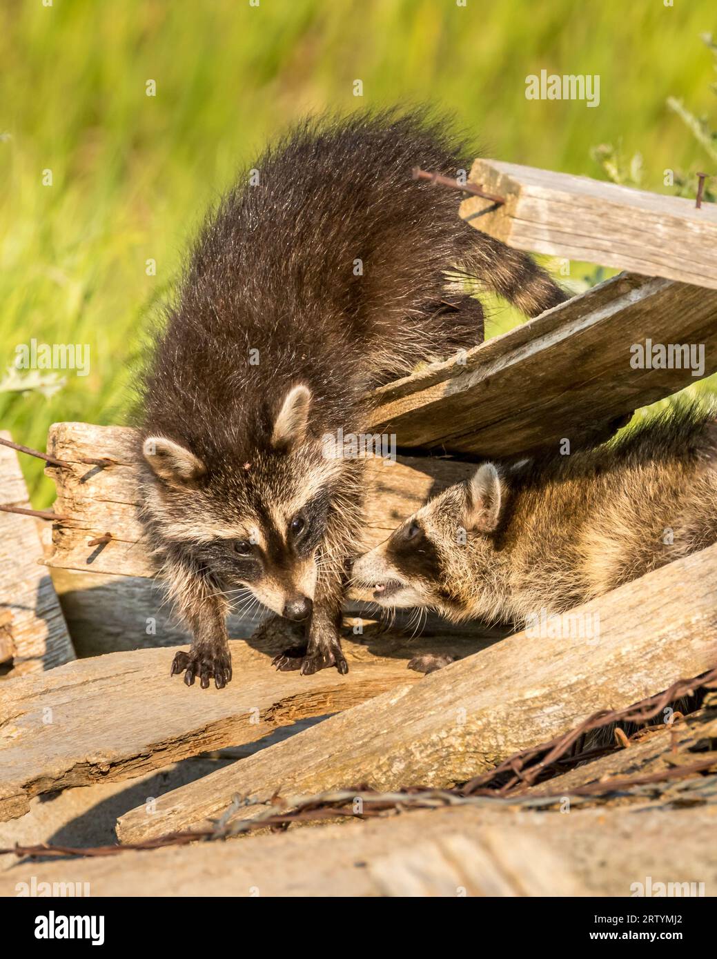 Walking the boards hi-res stock photography and images - Alamy
