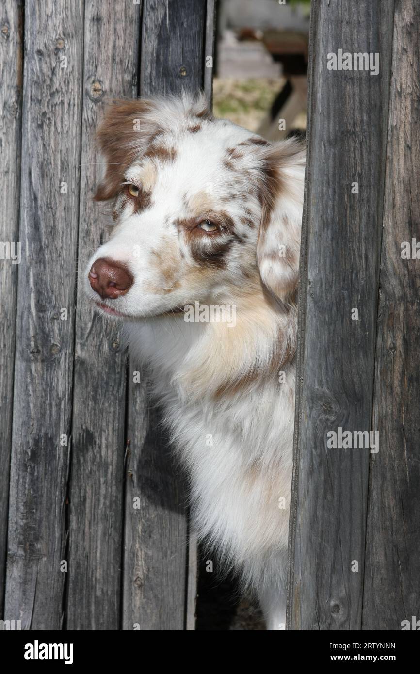 Australian Shepherd peeking through fence boards Stock Photo Alamy