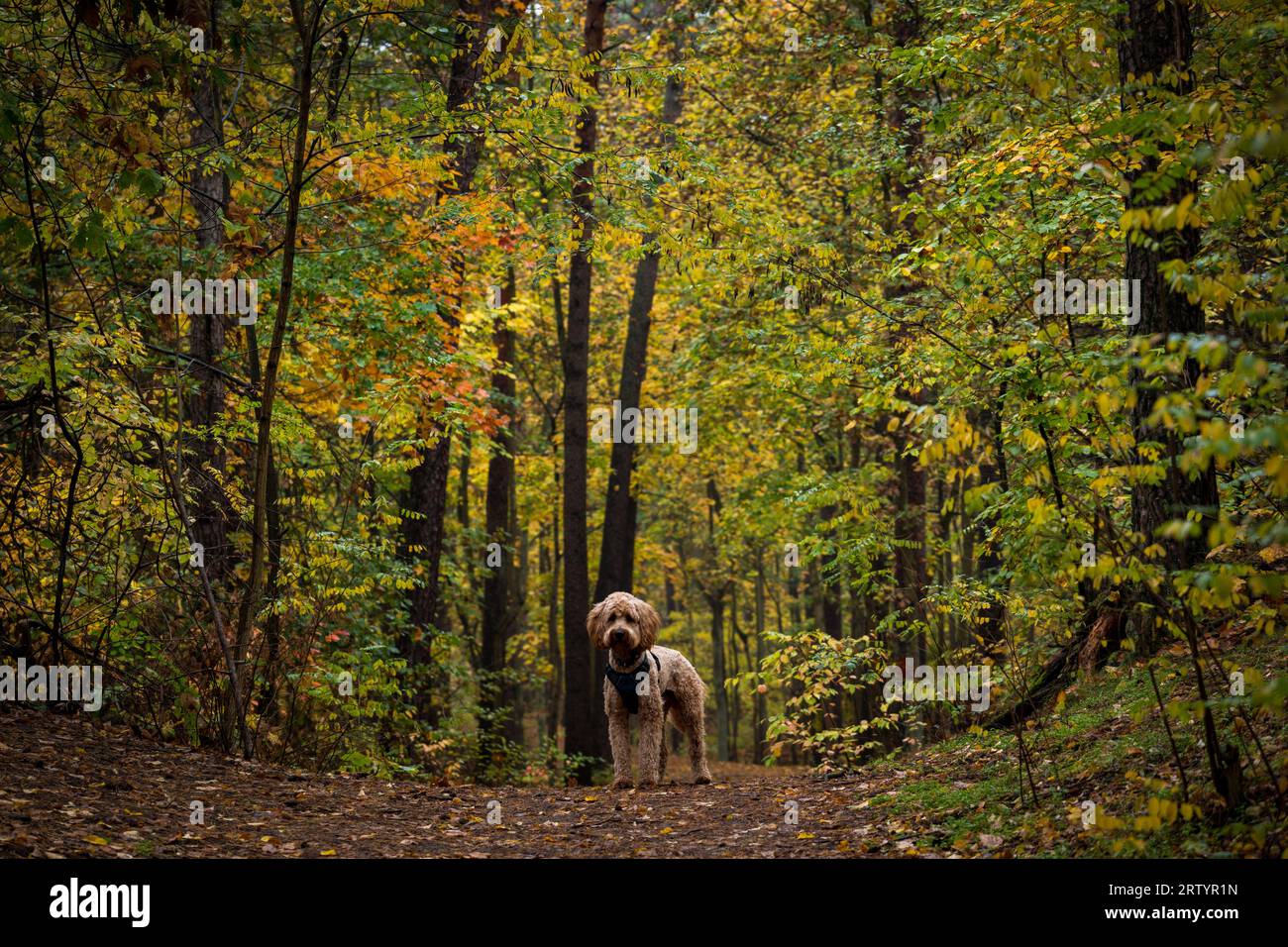 dog in the woods Stock Photo - Alamy