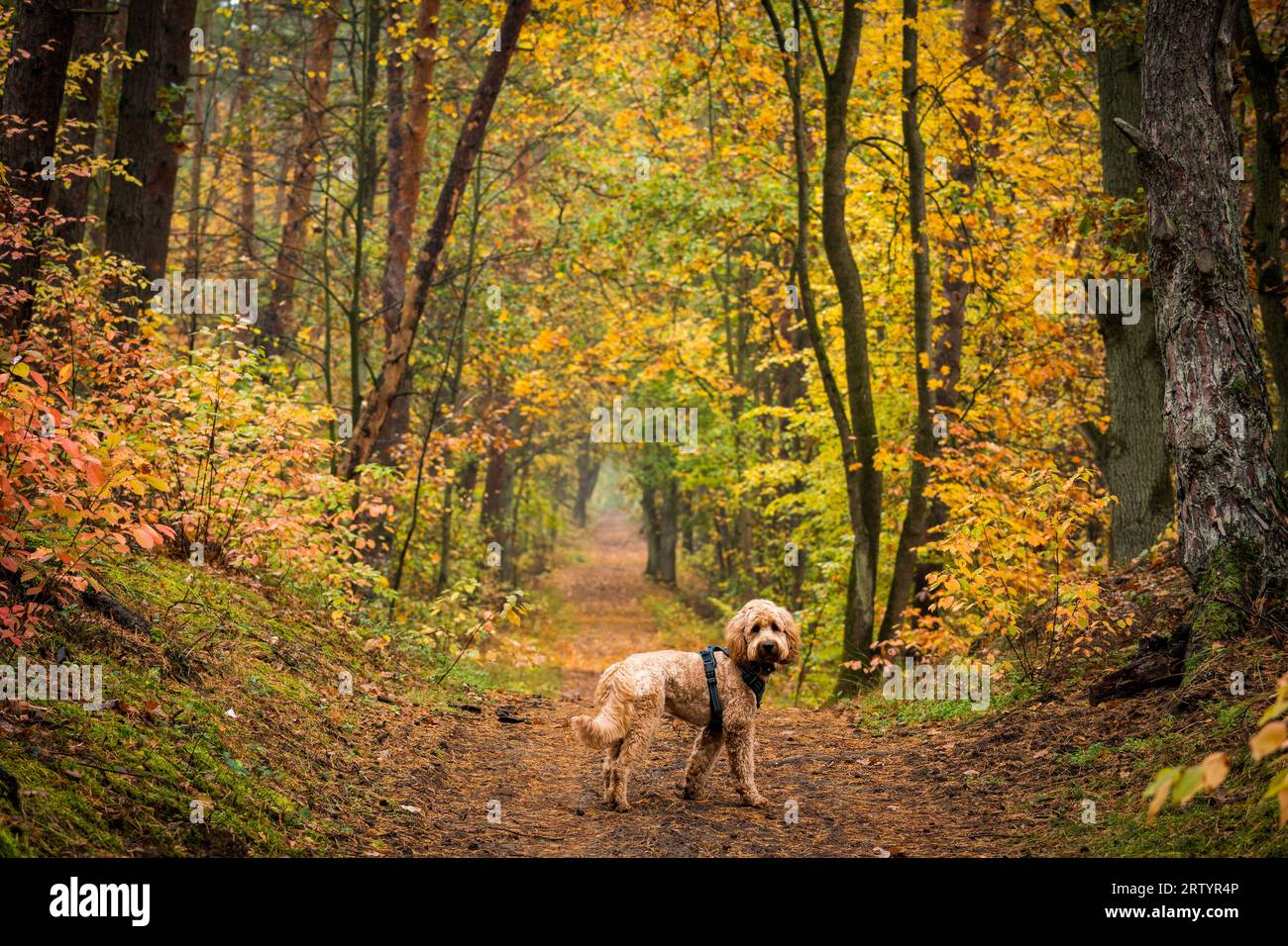 dog in the woods looking back Stock Photo - Alamy