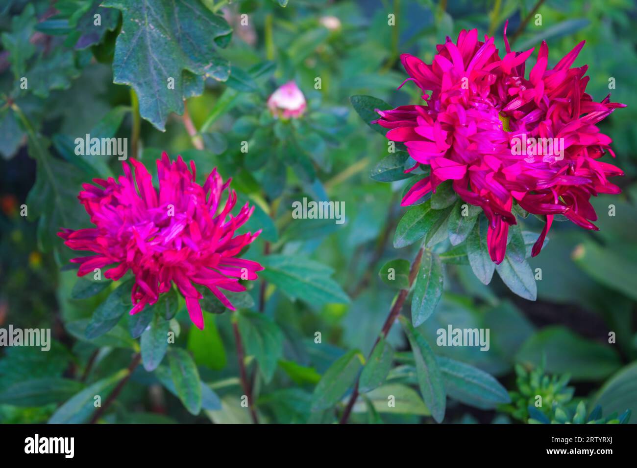 Chinese needle showy fuchsia aster in the garden close-up. Stock Photo