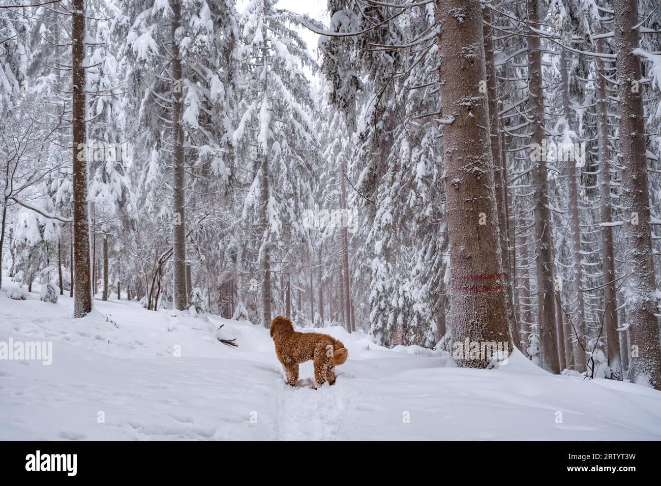 dog walking in snow forest Stock Photo