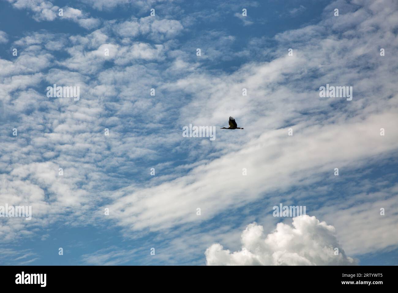 gray heron flies against blue cloudy sky on a sunny summer day Stock Photo
