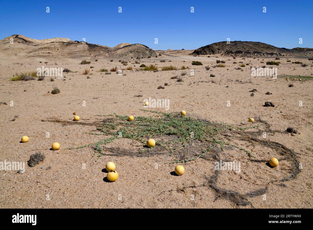 Namib: Wild melons (Tsamma melons, Citrullus ecirrhosus) in the Namib Desert east of Swakopmund, Erongo Region, Namibia Stock Photo