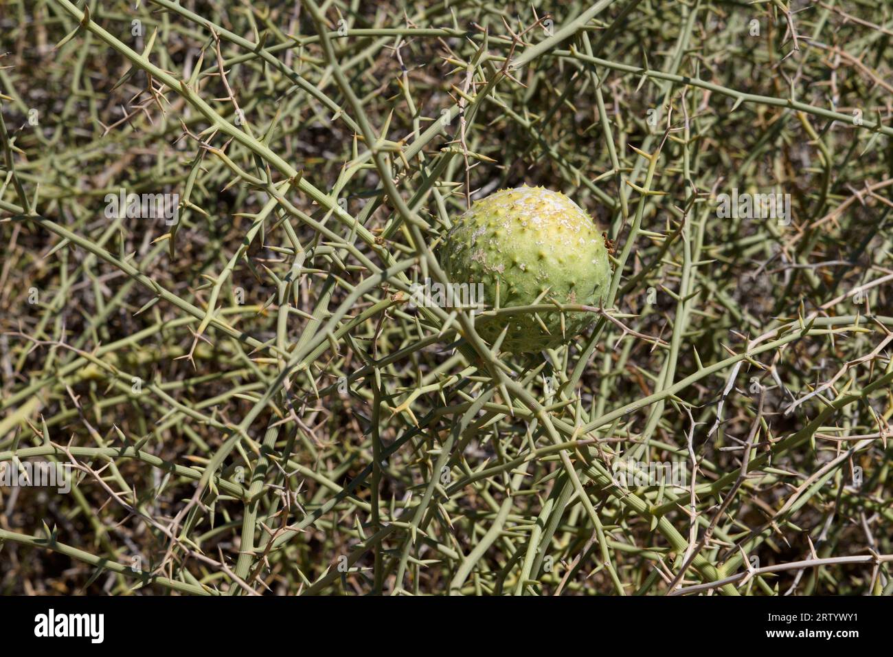 Namib Desert east of Swakopmund, fruit (Nara melon) of the Nara bush (Acanthosicyos horridus), Erongo Region, Namibia Stock Photo