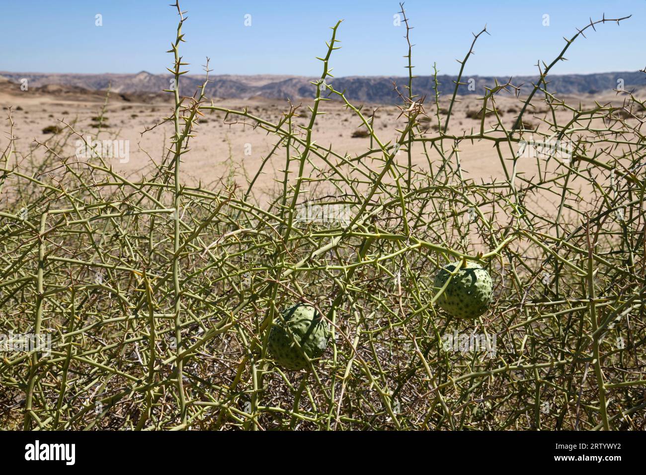 Namib Desert east of Swakopmund, Nara bush (Acanthosicyos horridus) with fruits (Nara melons), Erongo Region, Namibia Stock Photo