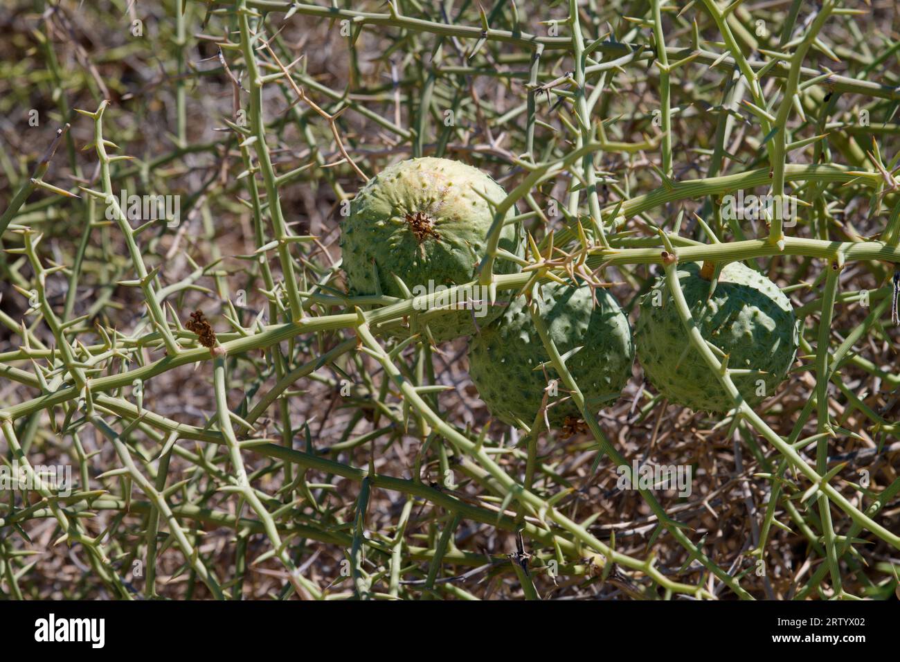 Namib Desert east of Swakopmund, fruits (Nara melons) of the Nara bush (Acanthosicyos horridus), Erongo Region, Namibia Stock Photo