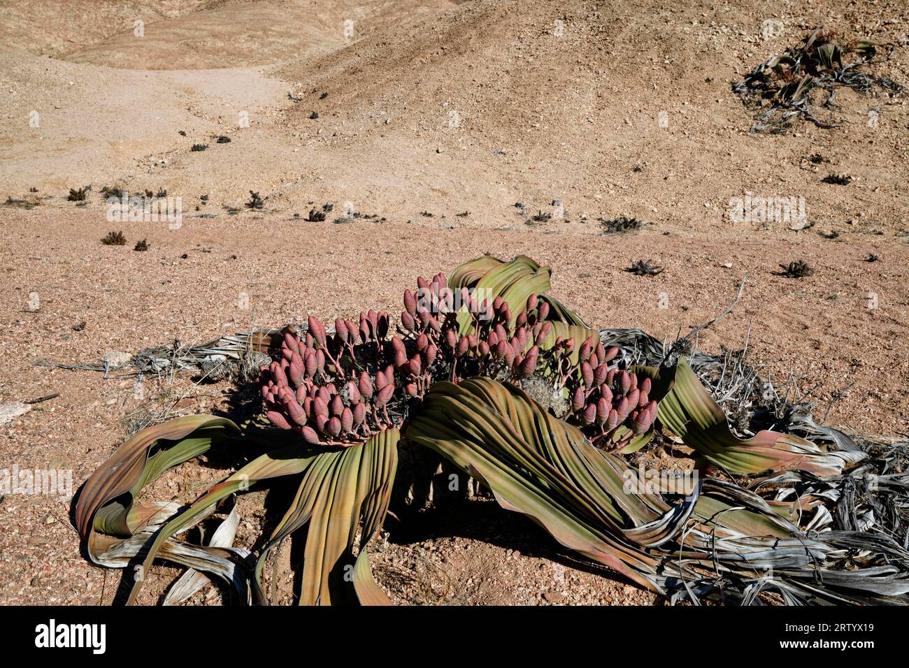Namib: Welwitschia (Welwitschia mirabilis, female plant) in the gravel desert east of Swakopmund, Erongo Region, Namibia Stock Photo