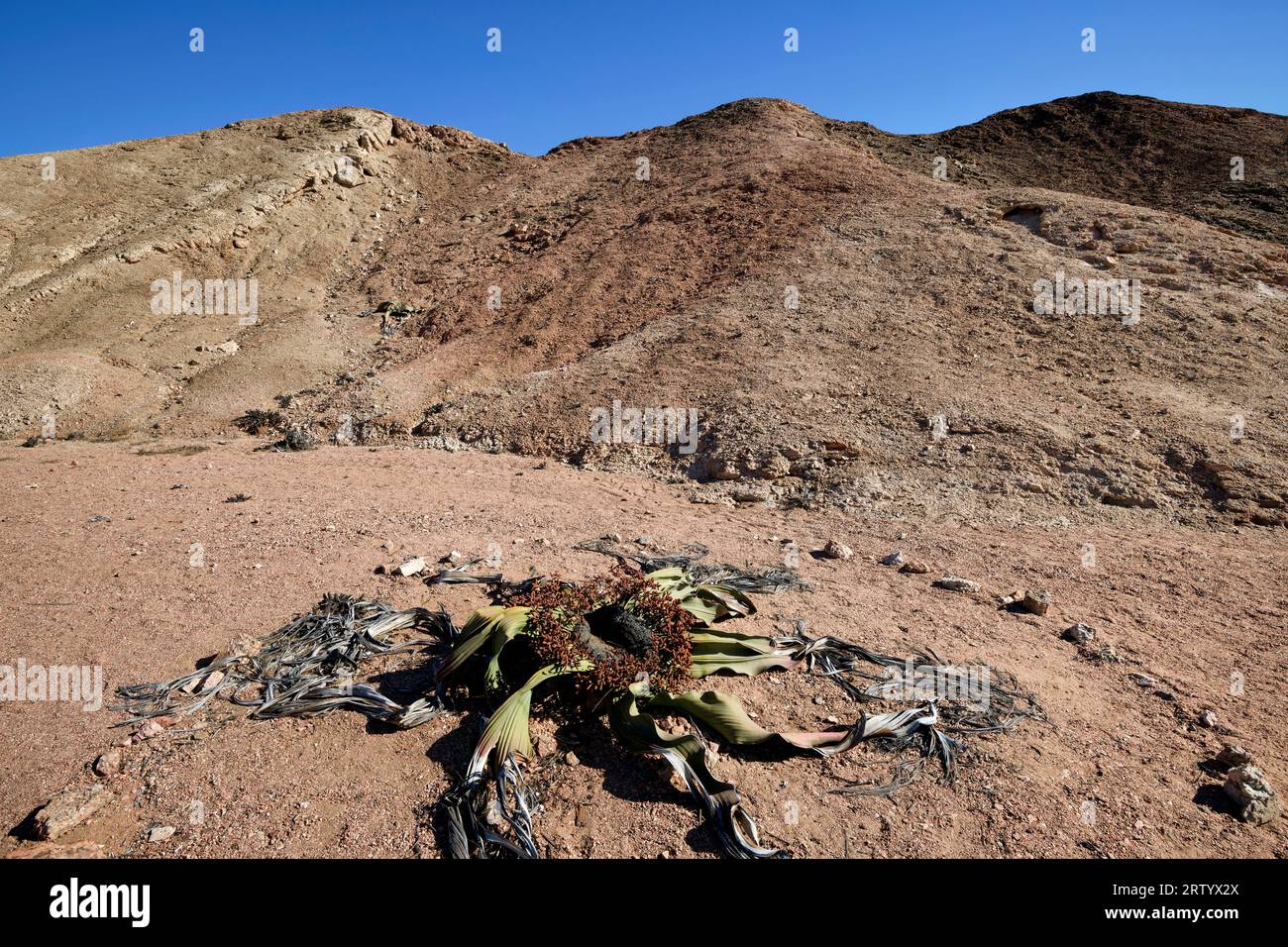 Namib: Welwitschia (Welwitschia mirabilis, male plant) in the gravel desert east of Swakopmund, Erongo Region, Namibia Stock Photo