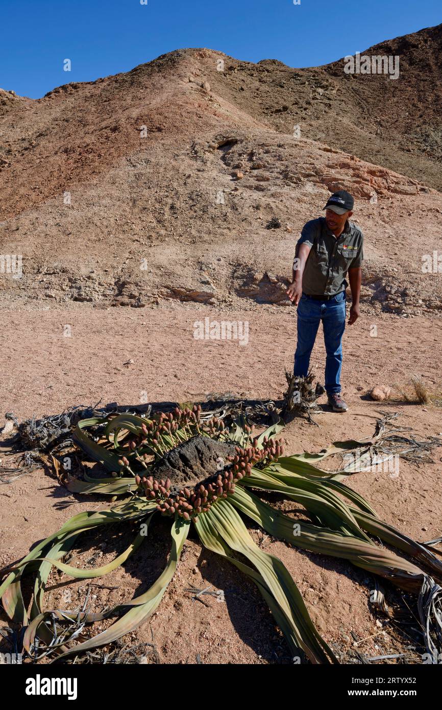 Namib: Tour guide and Welwitschia (Welwitschia mirabilis, female plant) in the graveldesert east of Swakopmund, Erongo Region, Namibia Stock Photo