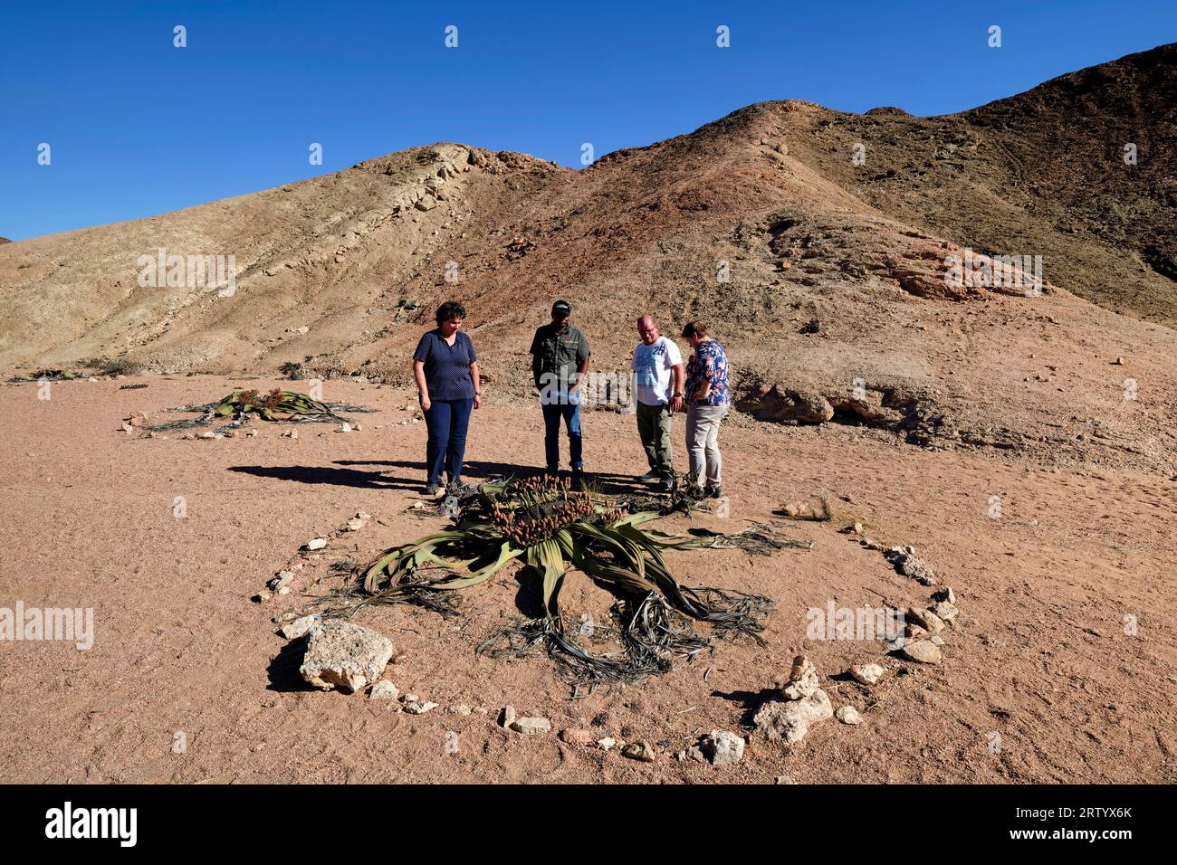 Namib: Tourists standing around a Welwitschia (Welwitschia mirabilis, female plant) in the gravel desert east of Swakopmund, Erongo Region, Namibia Stock Photo