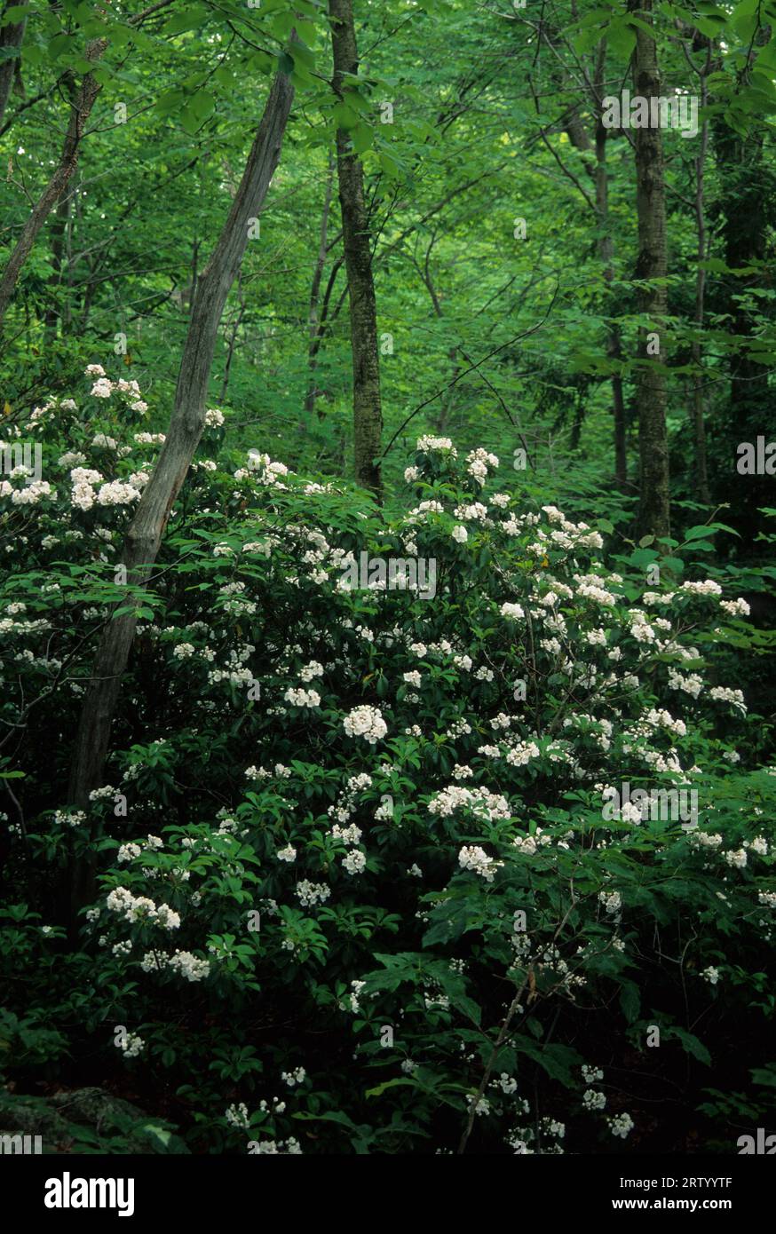Mountain laurel (Kalmia latifolia), Sleeping Giant State Park