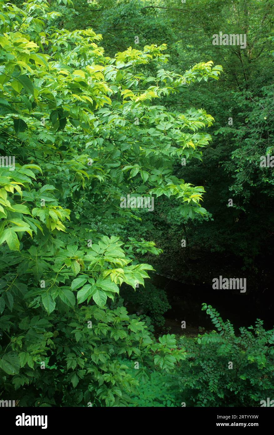 Forest along Housatonic River, New Milford, Connecticut Stock Photo Alamy