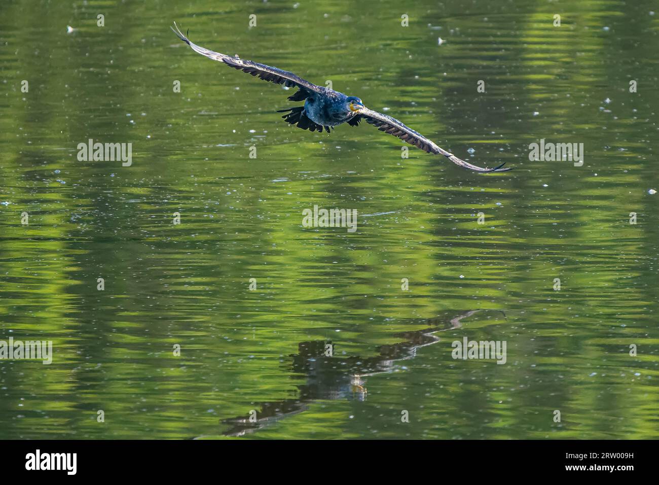 Cormorant in flight over Pond Lake in Richmond Park Stock Photo