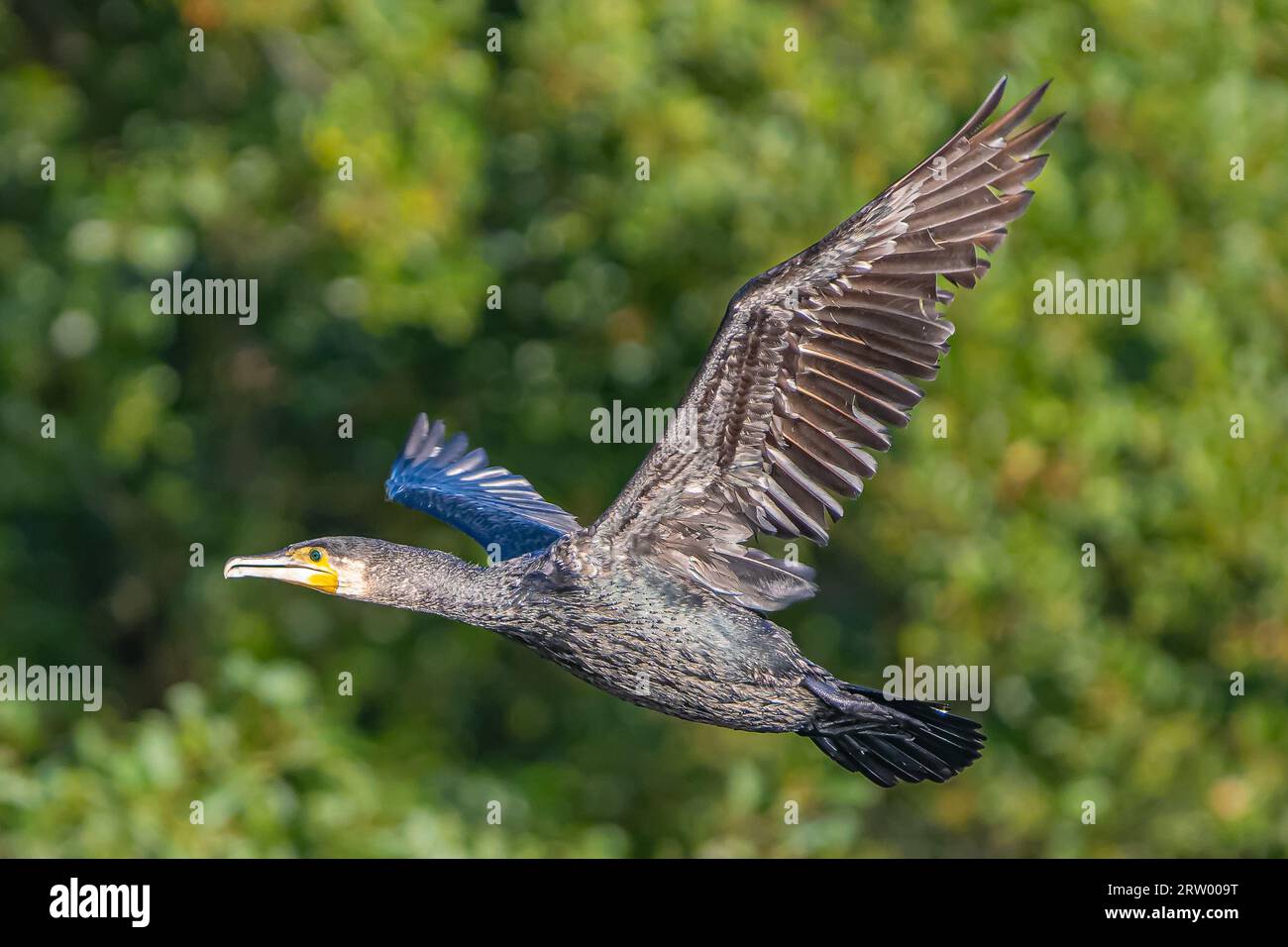 Cormorant flyinf over Richmond Park with tree in Background Stock Photo