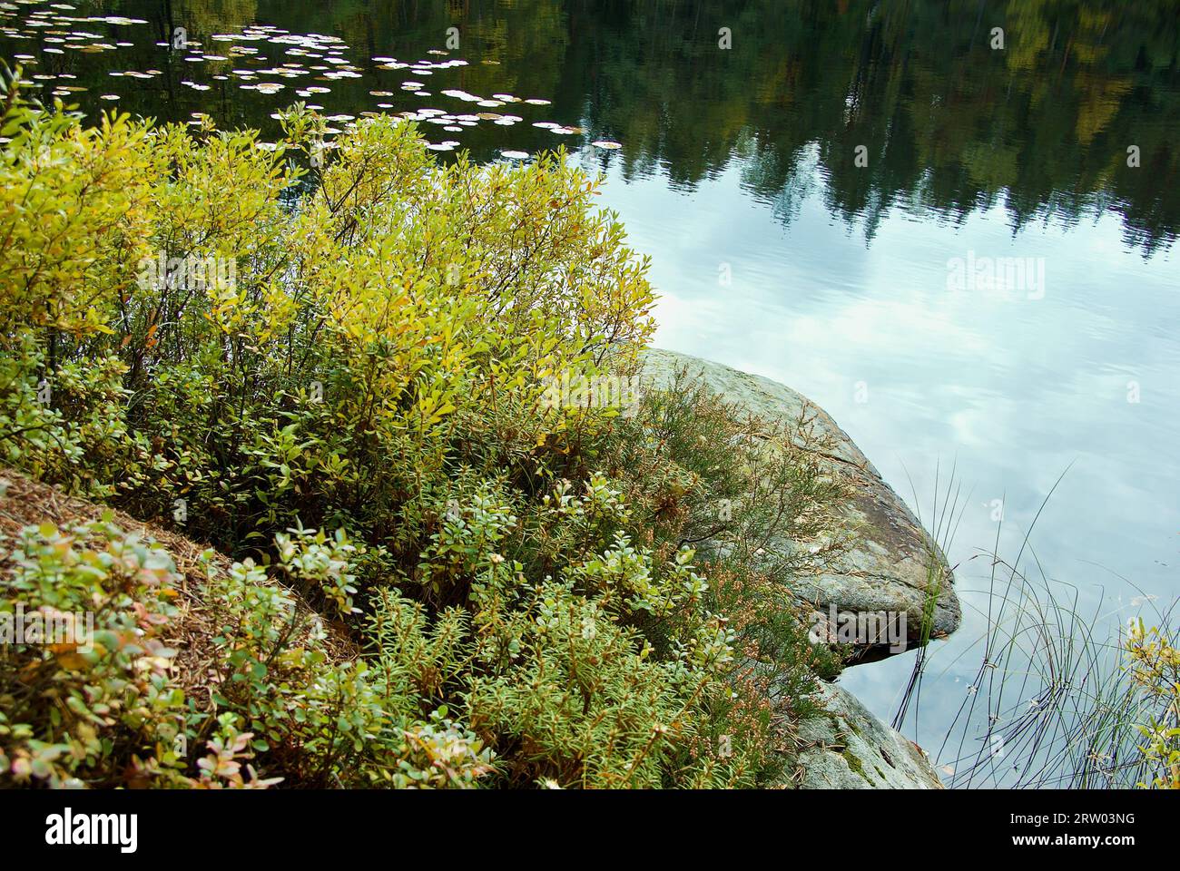 Woodland tarn with cloud reflections and fall colored sweet gale plants. Stock Photo