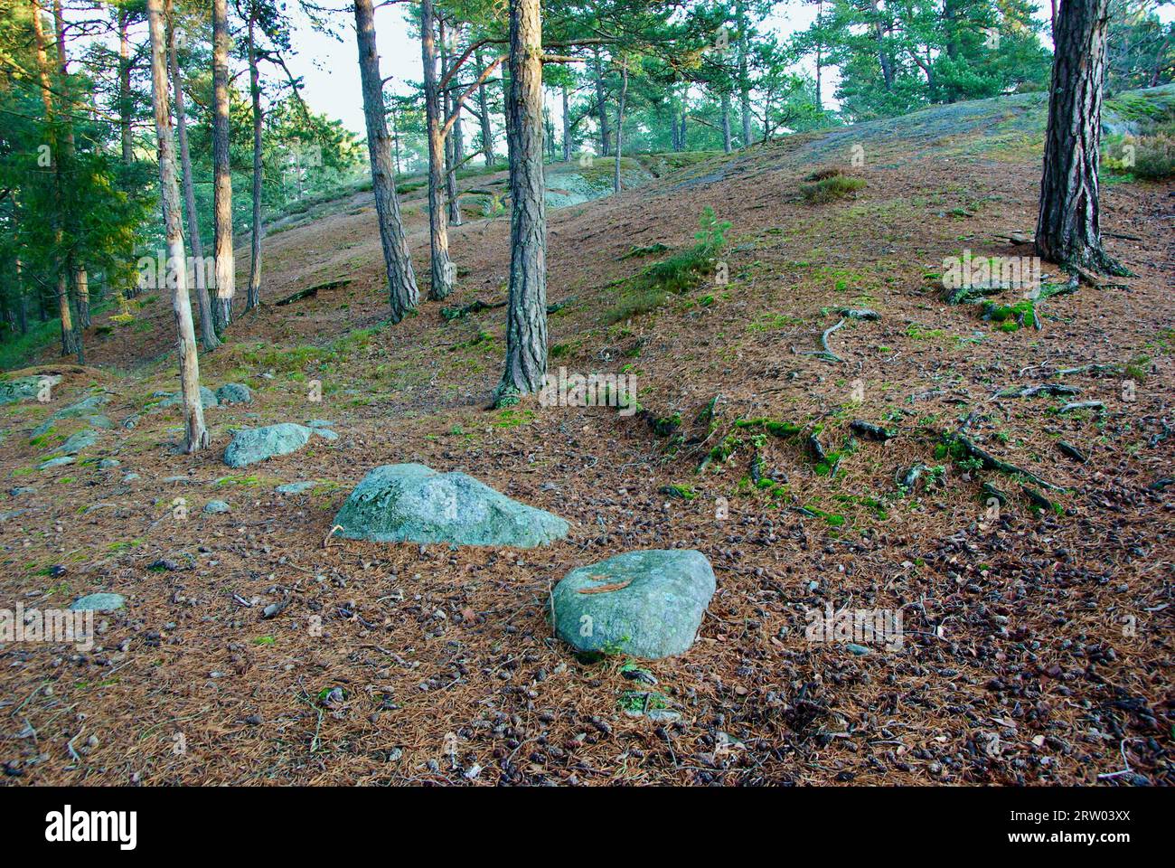 Forest landscape with hilly terrain and pine tree trunks and roots in winter. Stock Photo