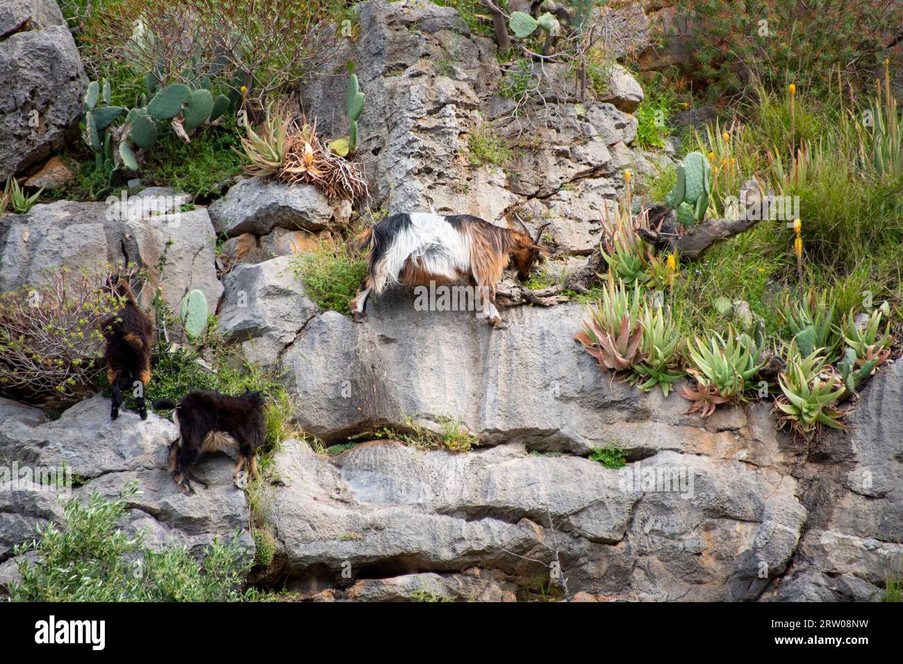Mountain Goat on a Cliff Stock Photo - Alamy