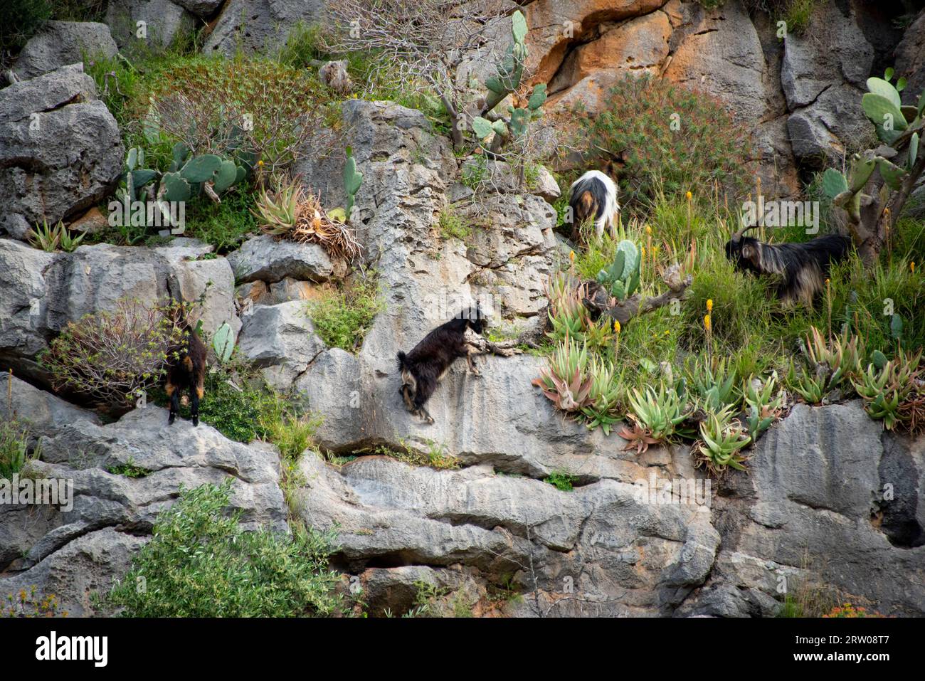 Mountain Goat on a Cliff Stock Photo - Alamy