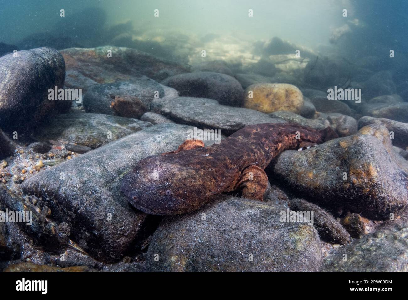 An aquatic hellbender salamander (Cryptobranchus alleganiensis) the largest amphibian in North America, is an species found in pristine freshwater. Stock Photo