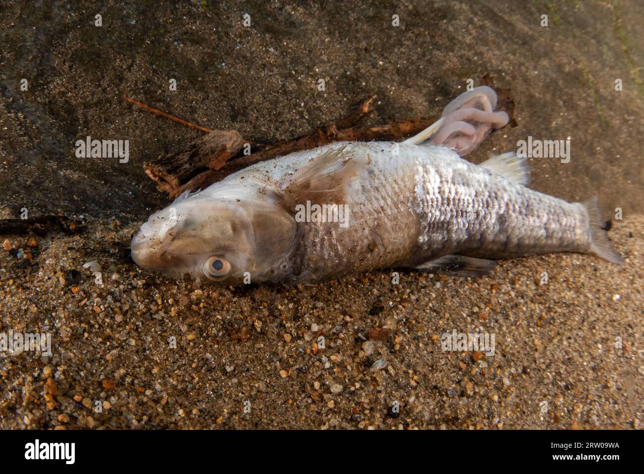 A dead central stoneroller fish (Campostoma anomalum) at the bottom of a river in Eastern North America. Stock Photo