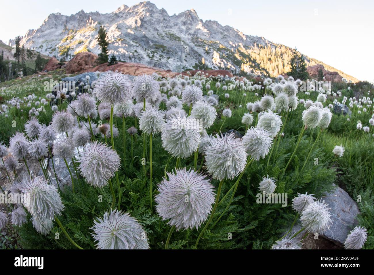 Unusual and pretty white or western pasqueflowers (Anemone (Pulsalitta) occidentalis) growing in the trinity alps mountains in California, USA. Stock Photo