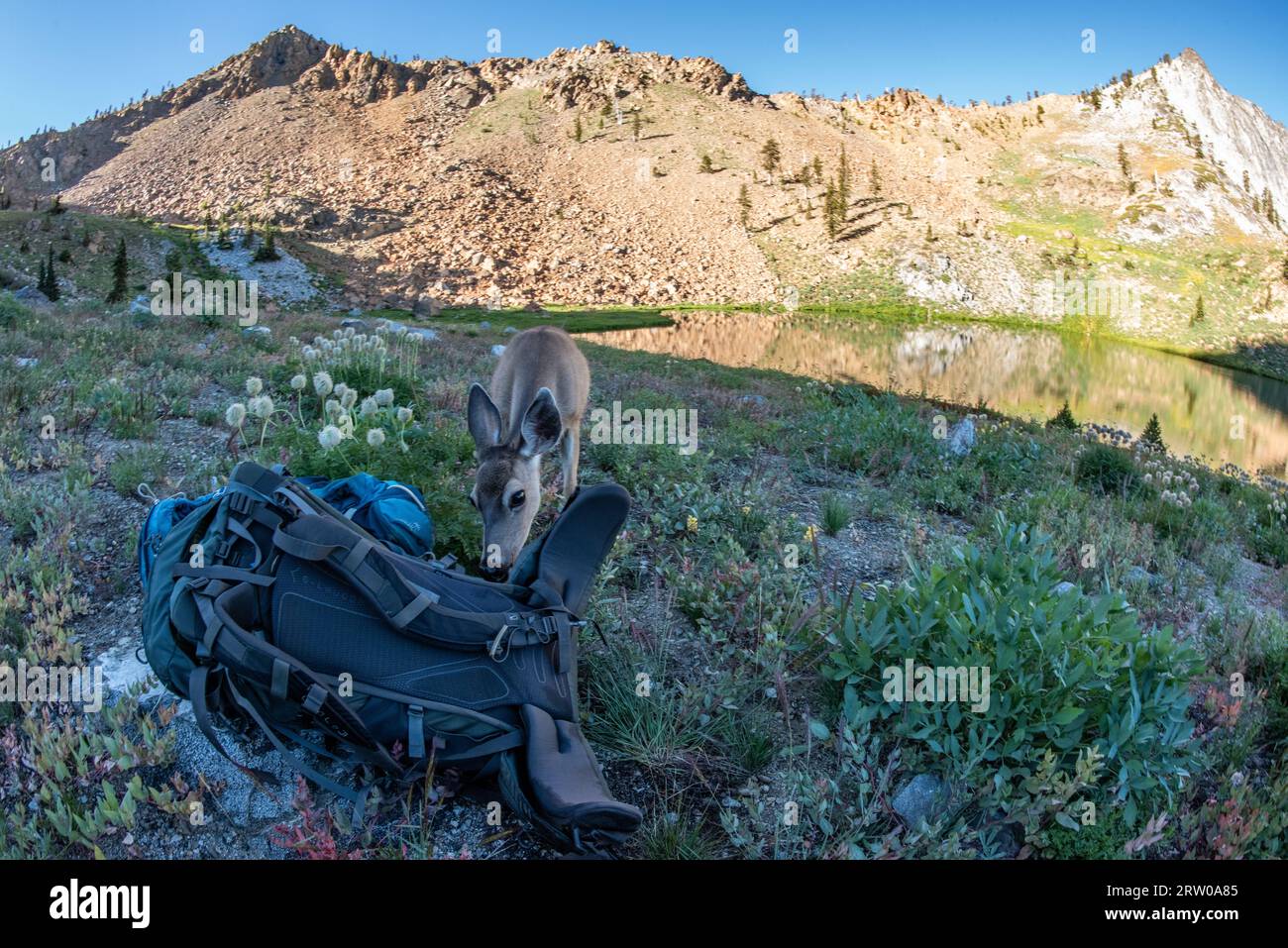 A blacktail deer chews on a backpacking pack in the picturesque landscape of the Trinity alps wilderness in Northern California. Stock Photo