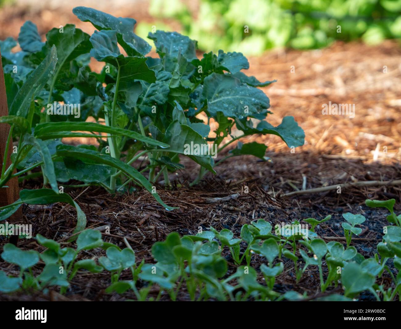The vegetable garden, food plants green and growing, Australia Stock Photo Alamy
