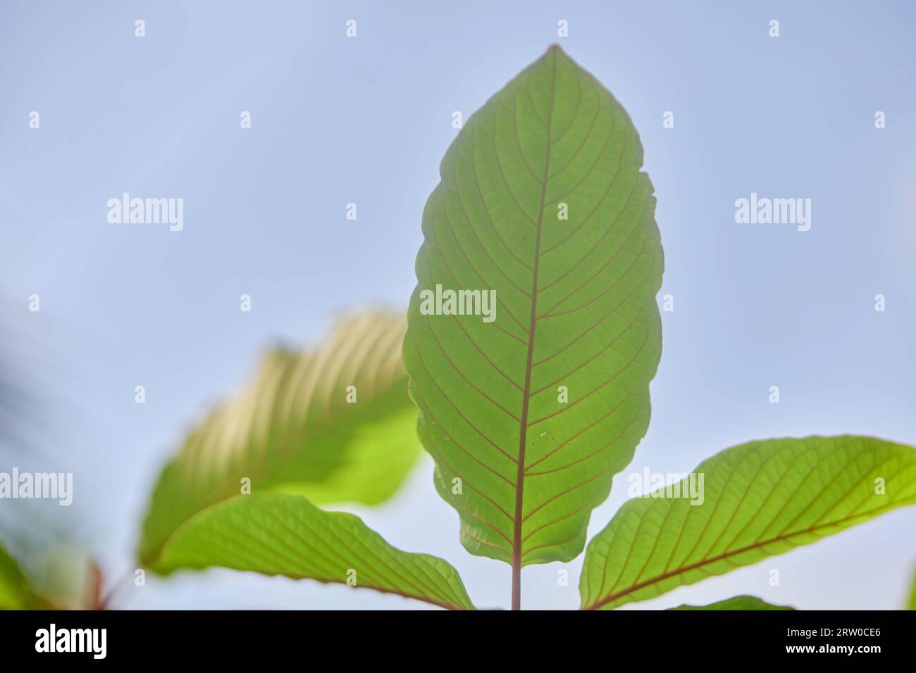 Close-up view of mitragyna speciosa or Kratom leaf Stock Photo
