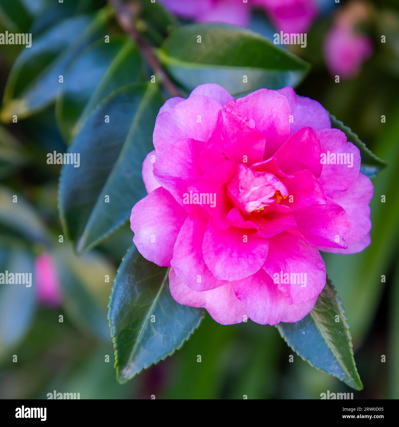 Camellia tree with pink flowers in bloom at the Hunter Valley, NSW