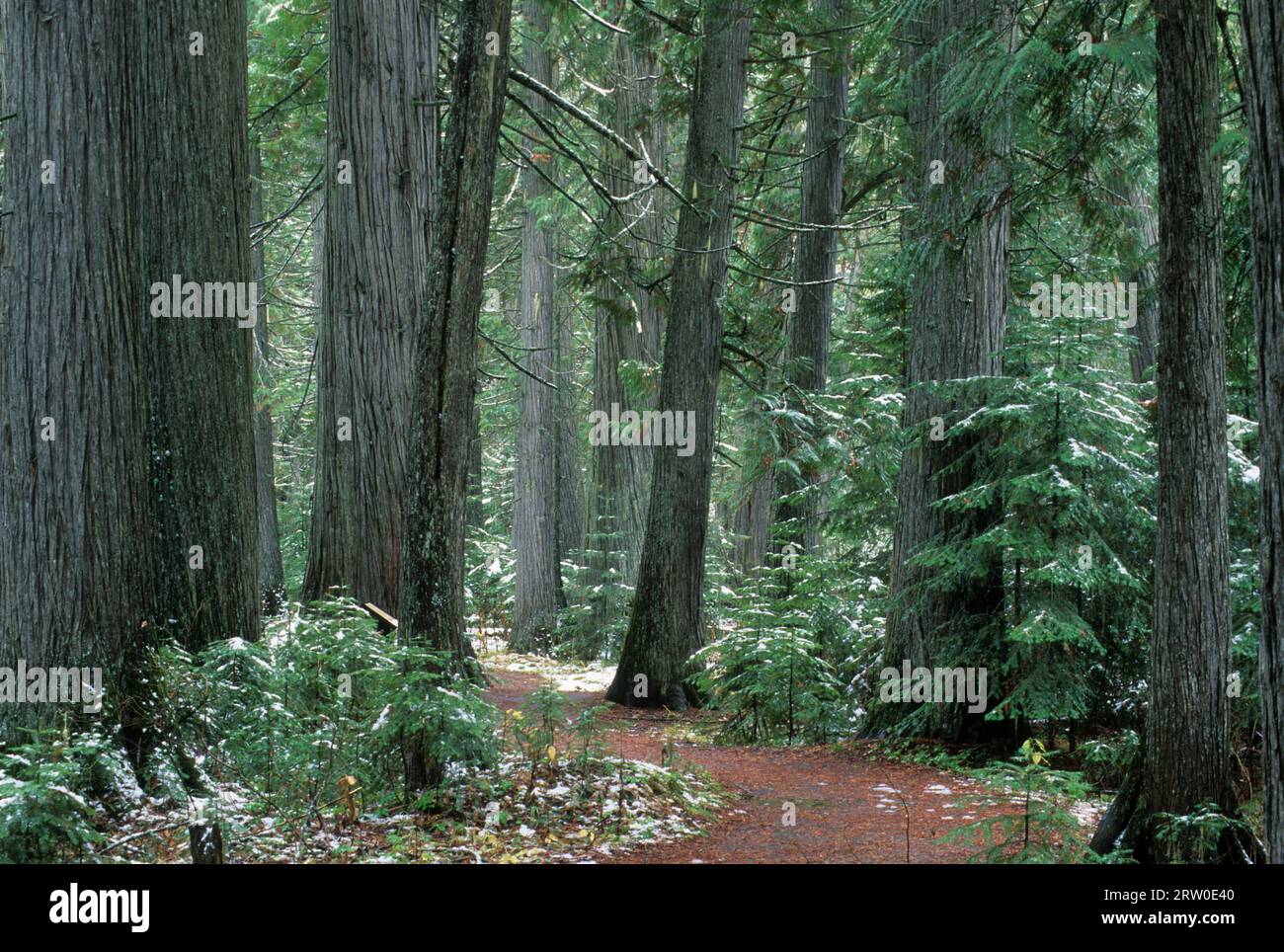 DeVoto Grove, Clearwater National Forest, Northwest Passage Scenic Byway, Idaho Stock Photo