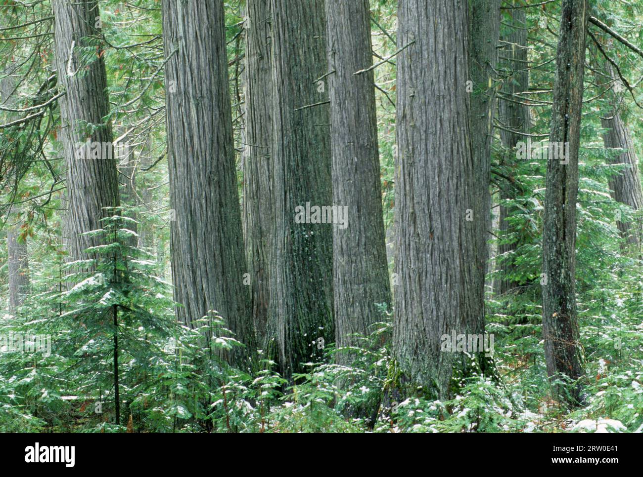 DeVoto Grove, Clearwater National Forest, Northwest Passage Scenic Byway, Idaho Stock Photo