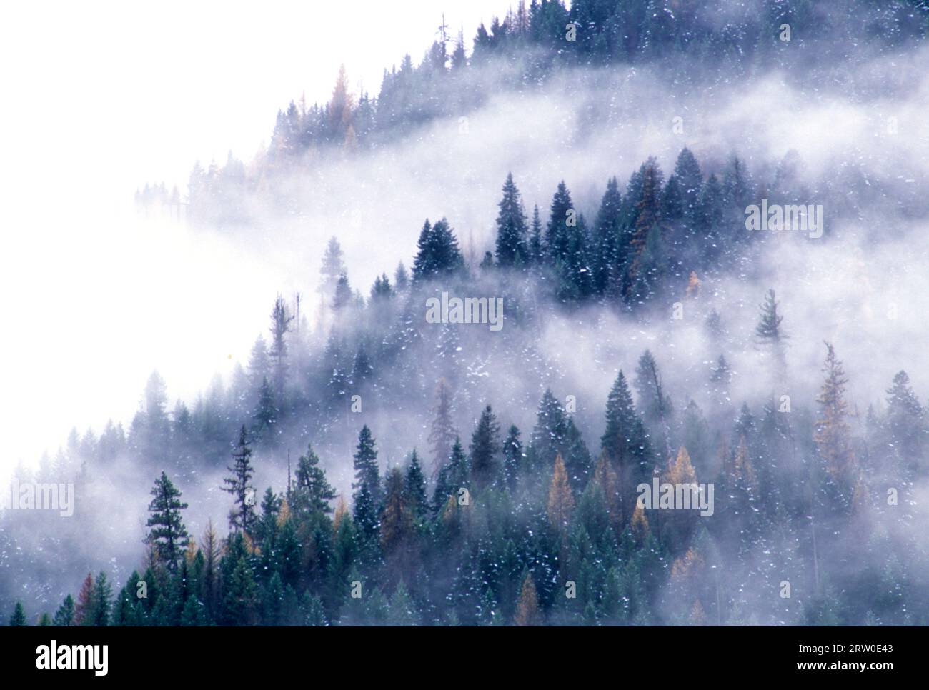 Forest slope in fog, Clearwater National Forest, Northwest Passage Scenic Byway, Idaho Stock Photo