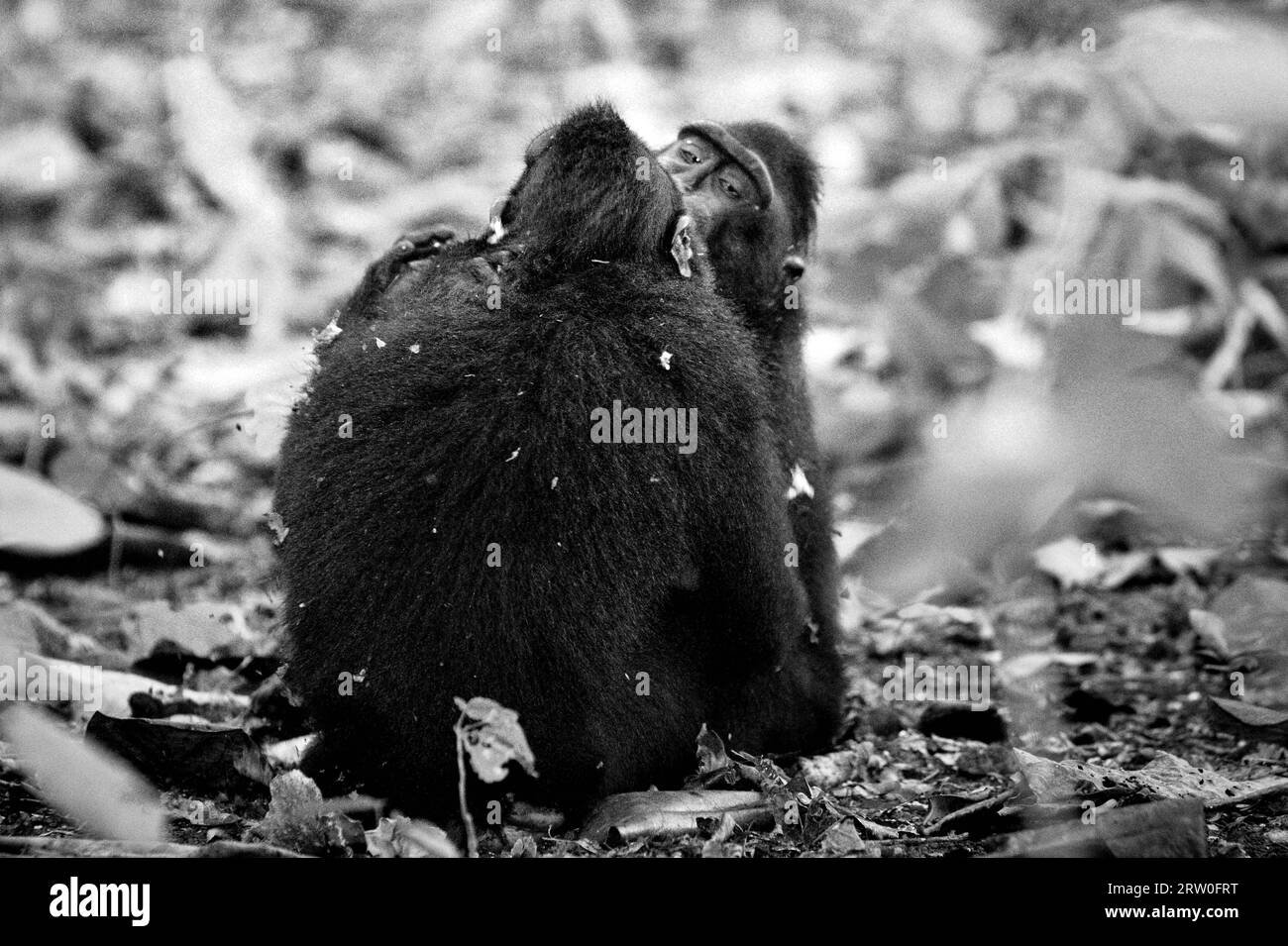 A black-crested macaque (Macaca nigra) kisses another individual as they are doing a reconciliation after an aggressive social activity on the ground in Tangkoko forest, North Sulawesi, Indonesia. Primatologists have found that fighting or chasing each other are part of crested macaque's social activities. Aggressive manual contacts occured frequently and are very normal, and are often followed by retaliation and reconciliation--a fact that has helped building the reputation of crested macaque as a 'highly socially tolerant species.' Macaca nigra is considered a key species in their habitat, . Stock Photo