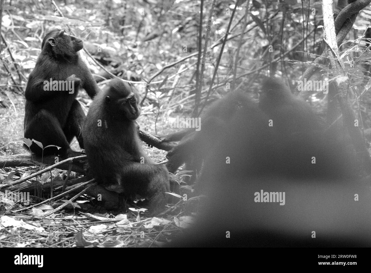 A group of Sulawesi black-crested macaque (Macaca nigra) is photographed as they are having social activity in Tangkoko Nature Reserve, North Sulawesi, Indonesia.  Climate change and disease are emerging threats to primates, while crested macaque belongs to the 10% of primate species that are highly vulnerable to droughts, according to primatologists. A recent report revealed that the temperature is indeed increasing in Tangkoko forest, and the overall fruit abundance decreased. Macaca nigra is considered a key species in their habitat, an important 'umbrella species' for... Stock Photo
