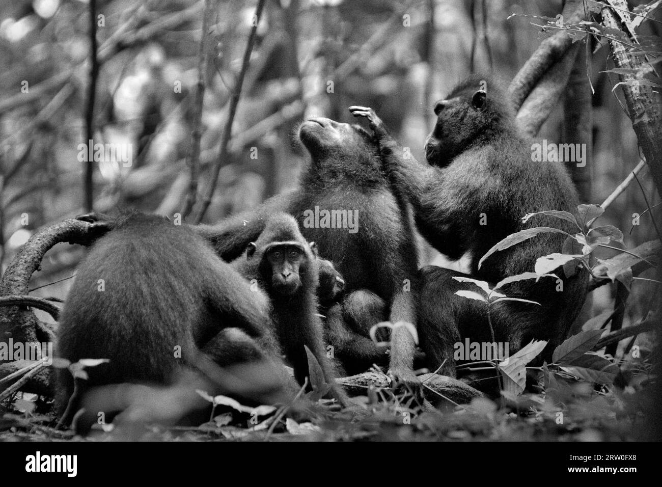 A group of Sulawesi black-crested macaque (Macaca nigra) is photographed as they are having social activity in Tangkoko Nature Reserve, North Sulawesi, Indonesia.  Climate change and disease are emerging threats to primates, while crested macaque belongs to the 10% of primate species that are highly vulnerable to droughts, according to primatologists. A recent report revealed that the temperature is indeed increasing in Tangkoko forest, and the overall fruit abundance decreased. Macaca nigra is considered a key species in their habitat, an important 'umbrella species' for... Stock Photo