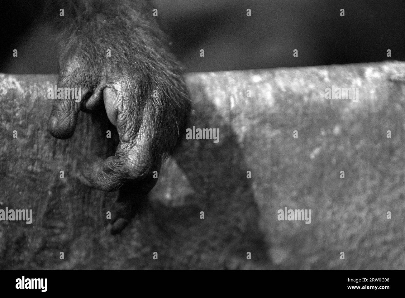 Detail of a crested macaque (Macaca nigra) hand, showing that it has lost its forefinger by a poacher's snare; photographed in Tangkoko forest, North Sulawesi, Indonesia. The majority of primate conservation challenges are the results of human behaviours. In other words, primate conservation is a behavioural challenge and such requires behaviourally informed solutions. 'It needs a holistic strategy of education, capacity building, and community-based conservation draws upon a blend of insights from multiple social scientific disciplines alongside direct research with communities in the area... Stock Photo