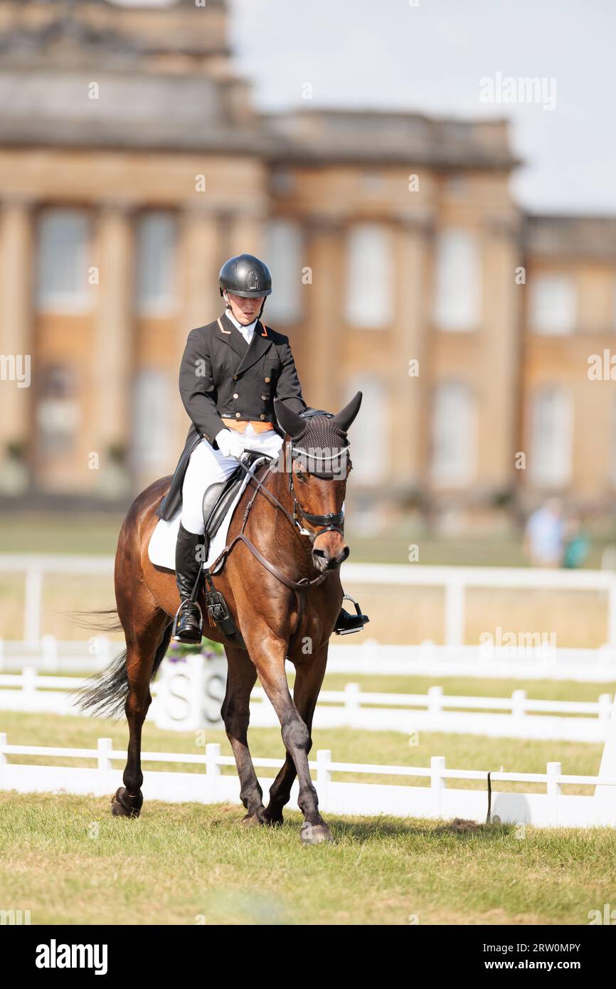 Tom Bird of Great Britain with Cowling Hot Gossip during the CCI-L 4* dressage test at the Blenheim Palace International Horse Trials on September 15, 2023, United Kingdom (Photo by Maxime David/MXIMD Pictures - mximd.com) Credit: MXIMD Pictures/Alamy Live News Stock Photo