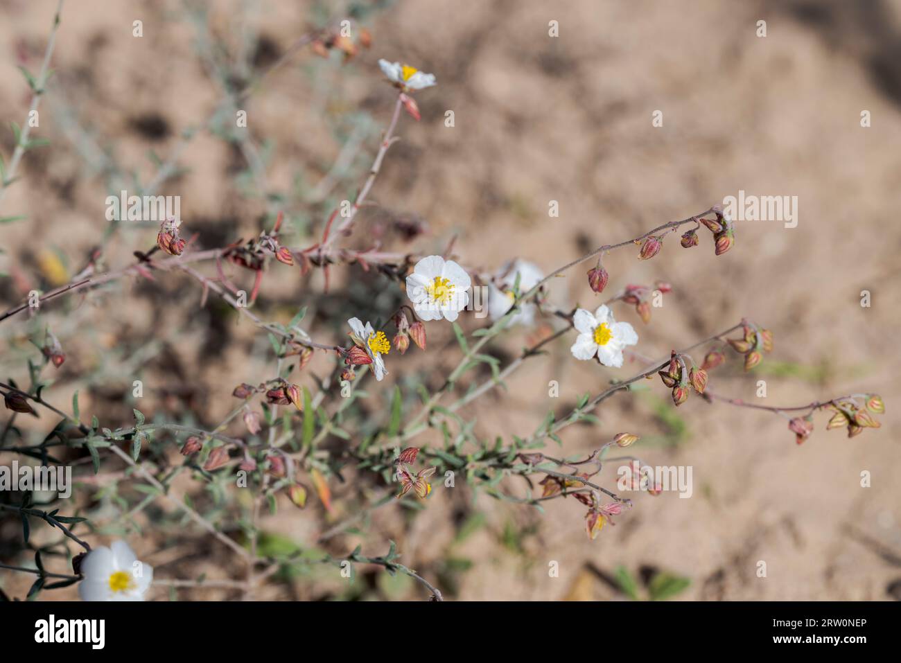 Flowers of Helianthemum violaceum. Photo taken in Carabassi Beach, province of Alicante, Spain Stock Photo