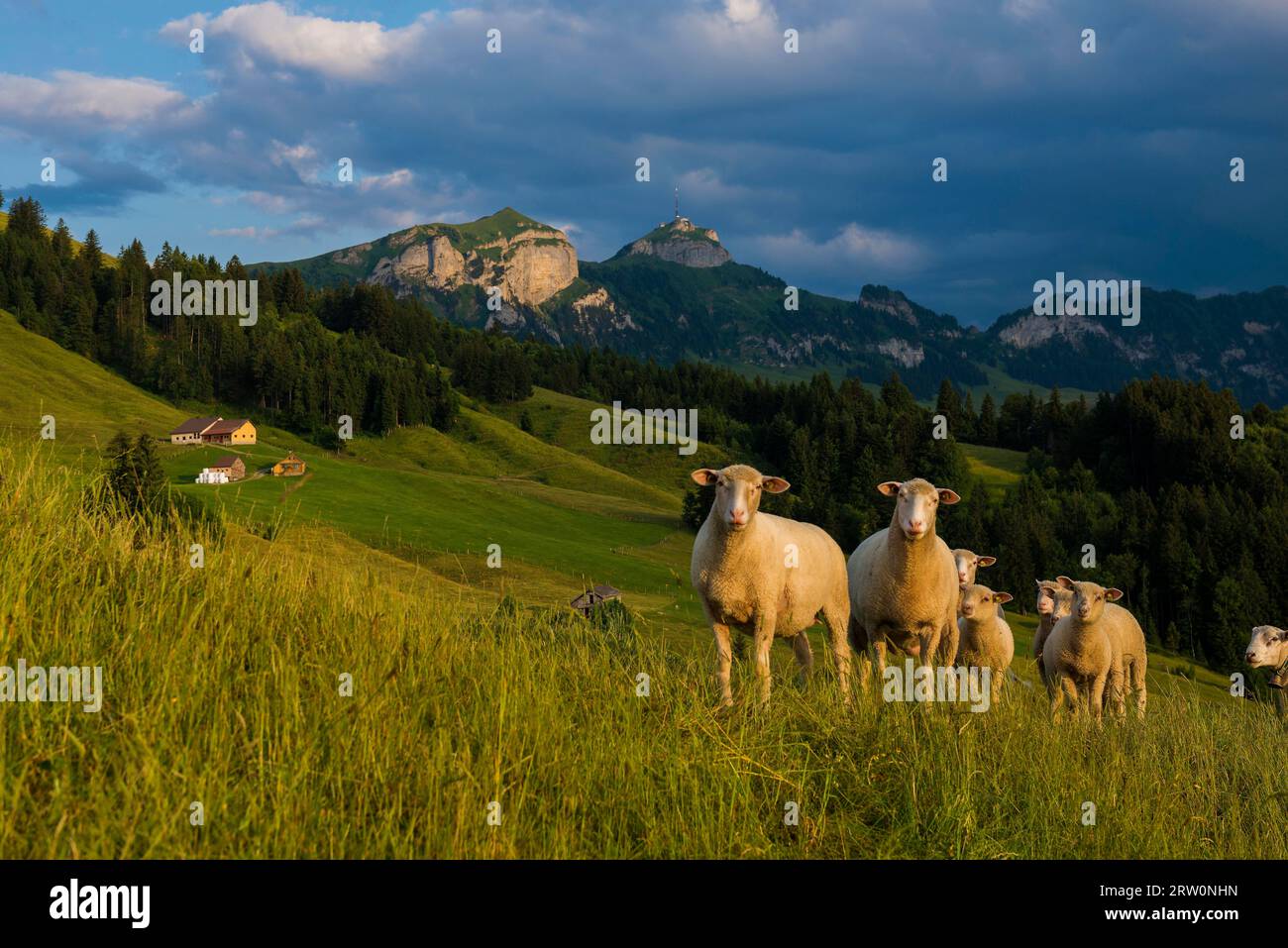 Sheep, Faehnerenspitz, sunset, view of the Alpstein massif with the Hohen Kasten, Canton Appenzell-Innerrhoden, Switzerland Stock Photo