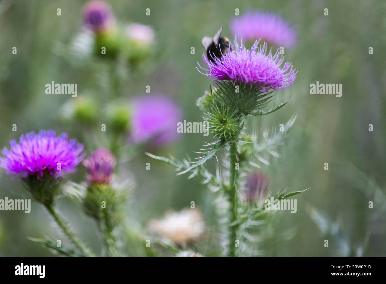 Bumblebee (Bombus) on the flower of an insect-friendly thistle (Carduus), way thistle (Carduus acanthoides) in a field, Cologne, North Stock Photo