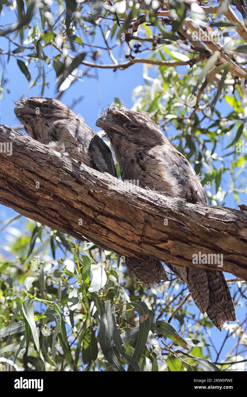 Two Tawny (Podargus strigoides) Frogmouths well camouflaged resting on a tree branch on Raymond Island in Lake King, Victoria, Australia. Two Tawny Stock Photo