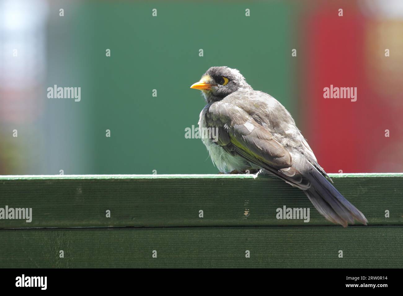 Noisy miner (Manorina melanocephala) perches on a fence on Raymond Island in Lake King, Victoria, Australia. White-fronted Chatterer perches on a Stock Photo