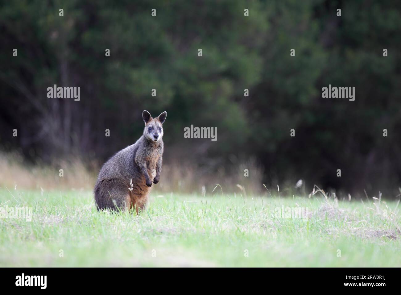 Swamp wallaby (Wallabia bicolor) on Phillip Island, Victoria, Australia Stock Photo