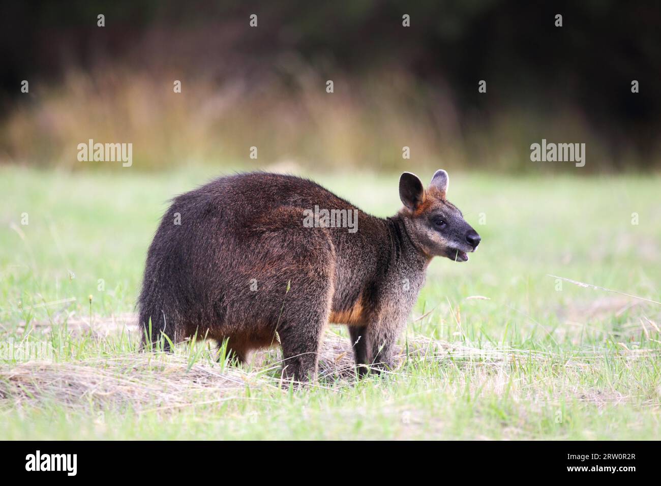 Swamp wallaby (Wallabia bicolor) on Phillip Island, Victoria, Australia Stock Photo