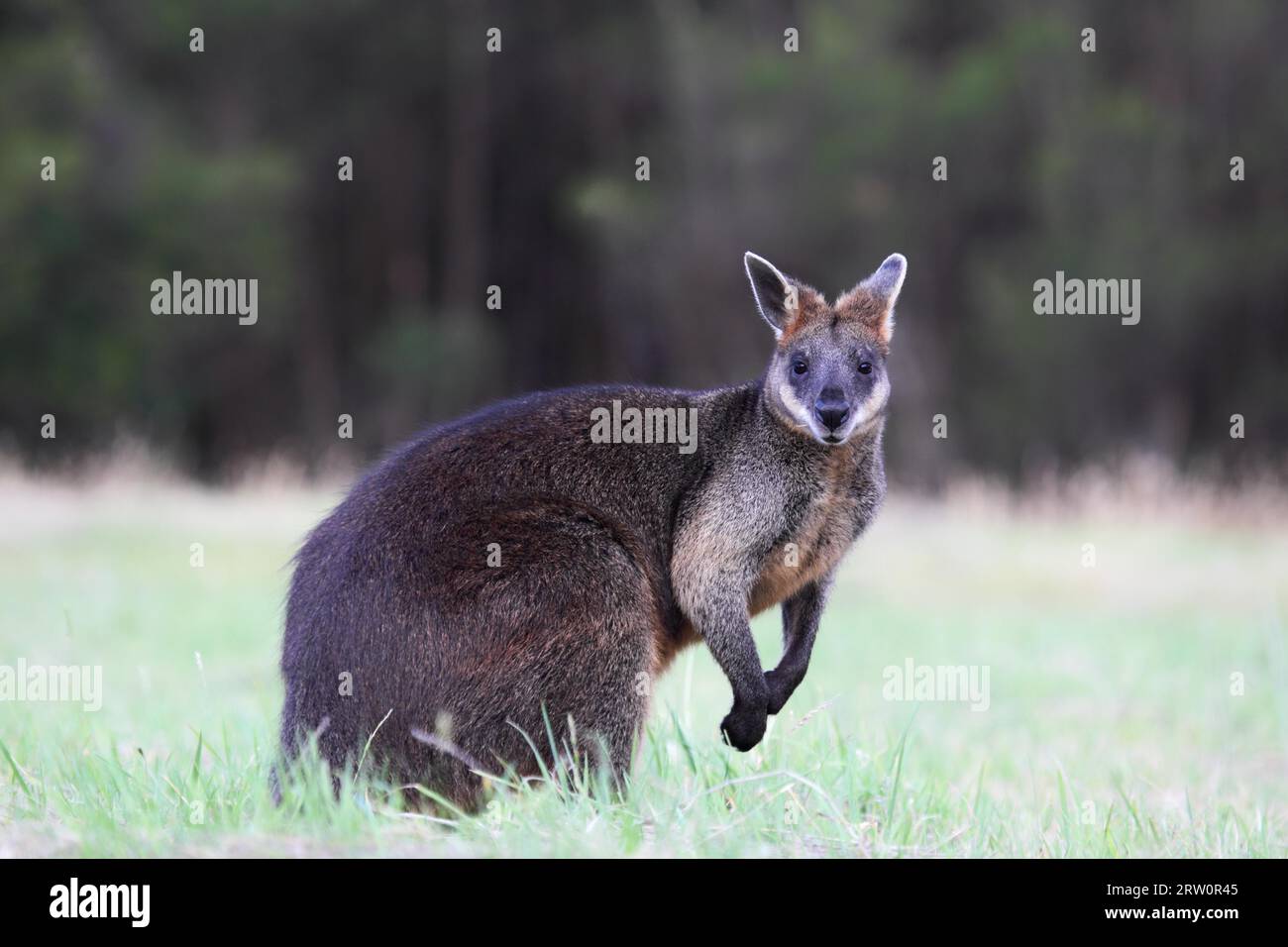 Swamp wallaby (Wallabia bicolor) on Phillip Island, Victoria, Australia Stock Photo