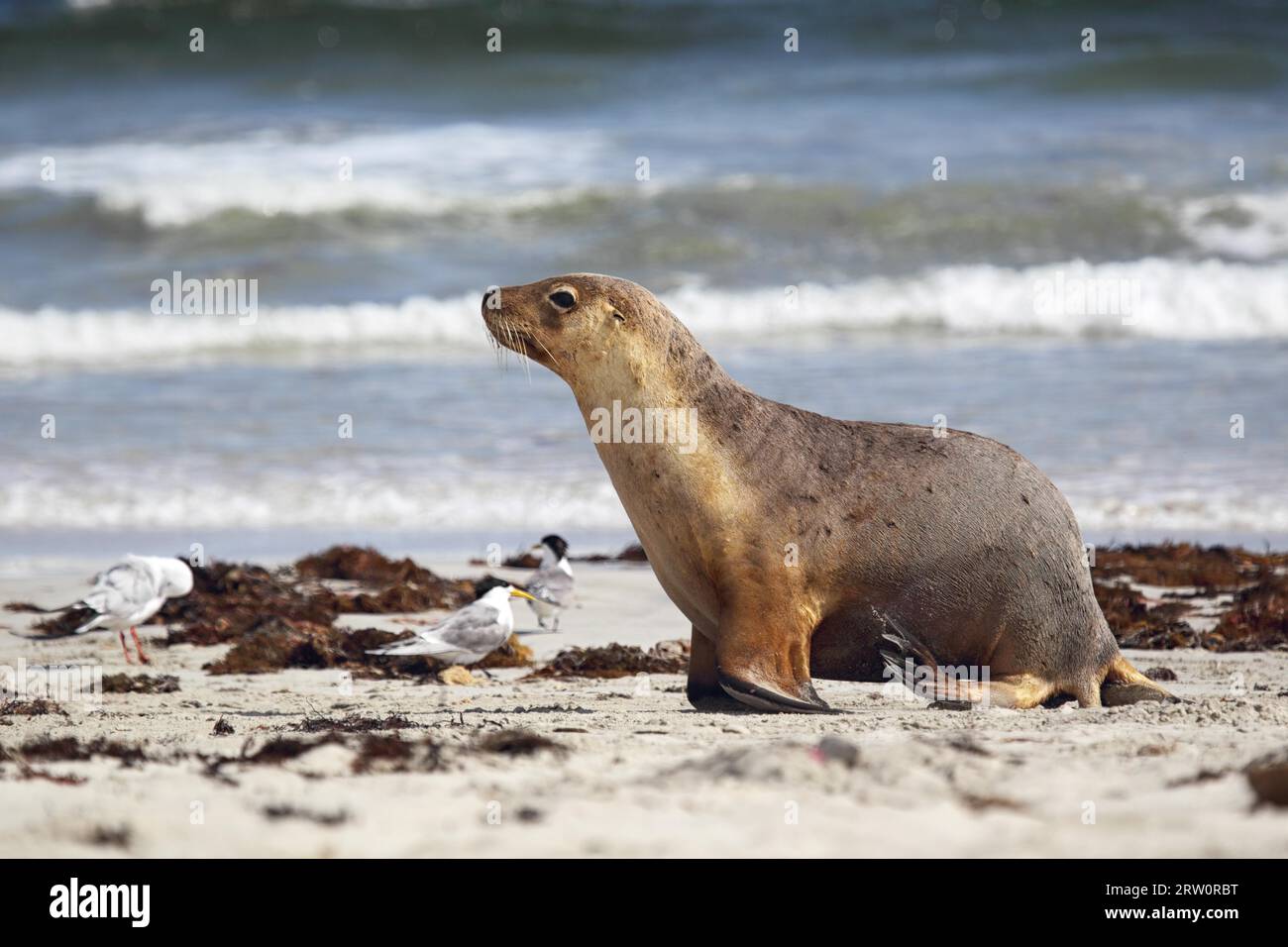 Australian sea lion (Neophoca cinerea) on the beach of Seal Bay on Kangaroo Island, South Australia, Australia Stock Photo